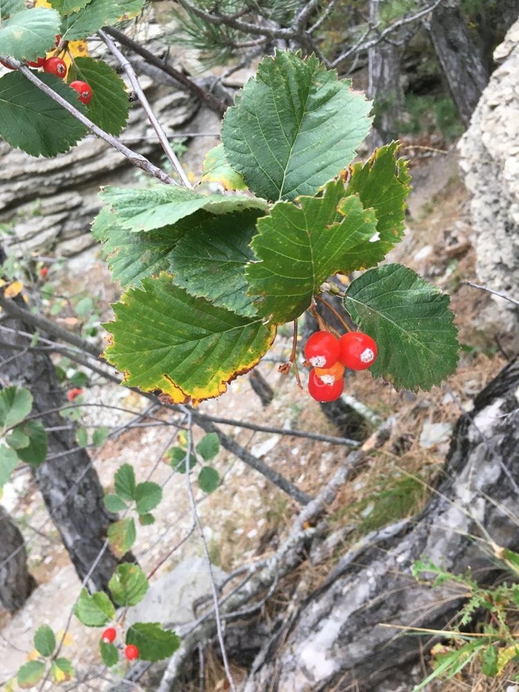 Sorbus gracea